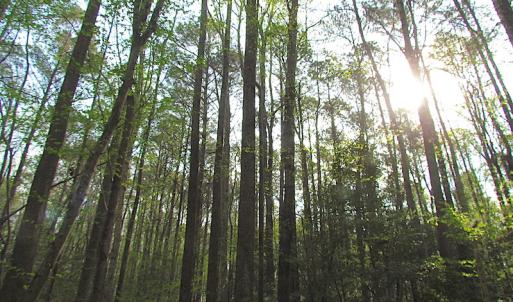 Photo #14 of SOLD property in Pineview Rd, Suffolk, VA 5.0 acres