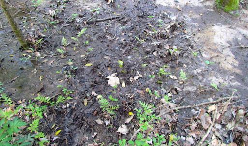 Photo #15 of SOLD property in Pineview Rd, Suffolk, VA 5.0 acres