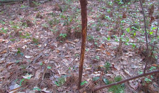 Photo #25 of SOLD property in Pineview Rd, Suffolk, VA 5.0 acres