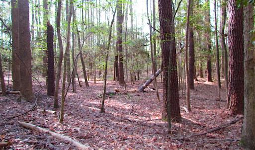 Photo #27 of SOLD property in Pineview Rd, Suffolk, VA 5.0 acres
