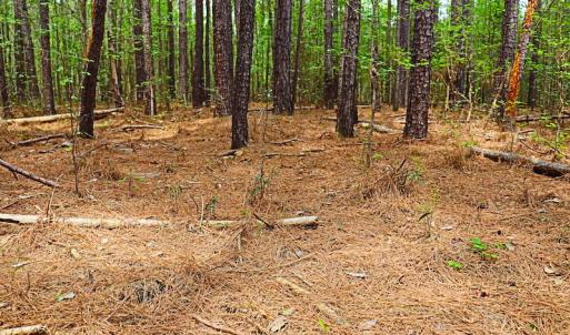 Photo #11 of SOLD property in Off Robinson Road, Morven, NC 26.7 acres