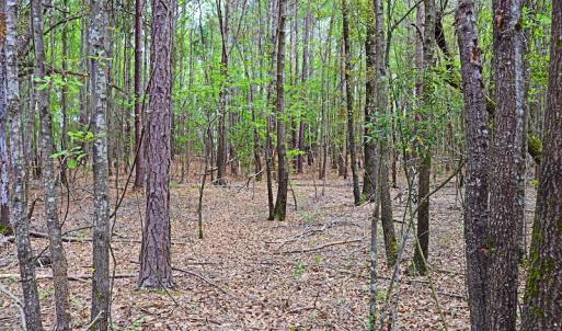 Photo #13 of SOLD property in Off Robinson Road, Morven, NC 26.7 acres