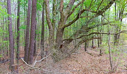 Photo #20 of SOLD property in Off Robinson Road, Morven, NC 26.7 acres
