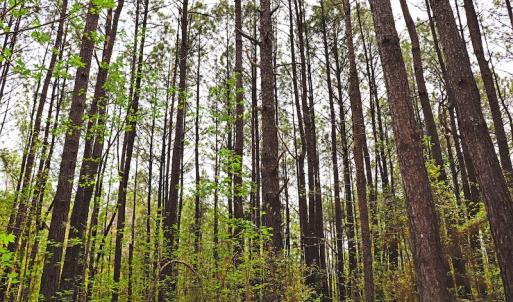 Photo #21 of SOLD property in Off Robinson Road, Morven, NC 26.7 acres