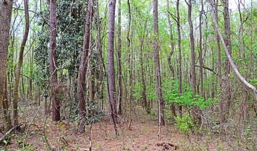 Photo #23 of SOLD property in Off Robinson Road, Morven, NC 26.7 acres
