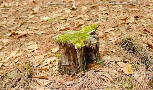 Photo #24 of SOLD property in Off Robinson Road, Morven, NC 26.7 acres