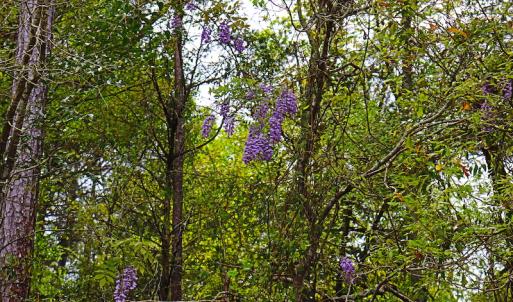 Photo #25 of SOLD property in Off Robinson Road, Morven, NC 26.7 acres