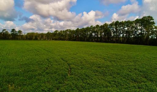 Photo #14 of SOLD property in Off Spruill Rd., Merritt, NC 33.0 acres
