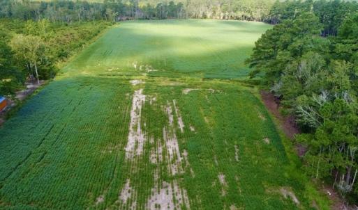 Photo #9 of SOLD property in Off Spruill Rd., Merritt, NC 33.0 acres