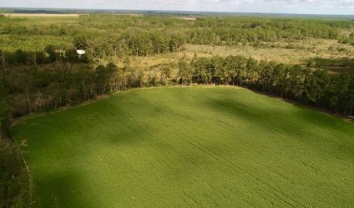 Photo #15 of SOLD property in Off Spruill Rd., Merritt, NC 33.0 acres