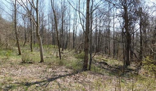 Photo #3 of US Hwy 19, Lebanon, VA 275.0 acres