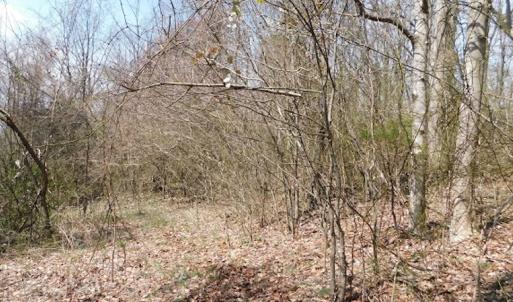 Photo #4 of US Hwy 19, Lebanon, VA 275.0 acres