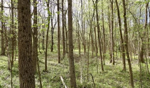 Photo #6 of SOLD property in 21 Davenport Rd, Cumberland, VA 5.0 acres