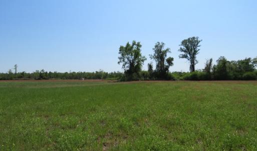 Photo #6 of SOLD property in Boyd Road, Fairmont, NC 20.1 acres