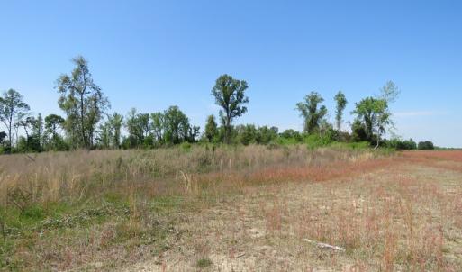 Photo #7 of SOLD property in Boyd Road, Fairmont, NC 20.1 acres