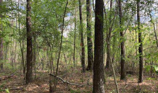 Photo #10 of SOLD property in Off Reges Store Road , Nashville, NC 27.1 acres