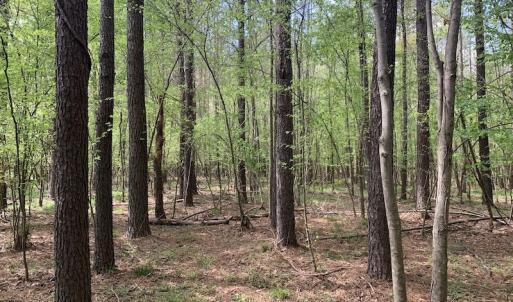Photo #11 of SOLD property in Off Reges Store Road , Nashville, NC 27.1 acres