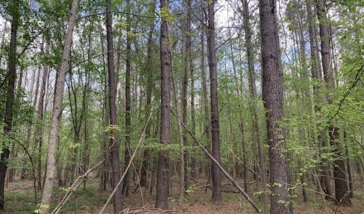 Photo #13 of SOLD property in Off Reges Store Road , Nashville, NC 27.1 acres