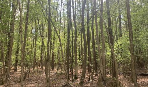 Photo #15 of SOLD property in Off Reges Store Road , Nashville, NC 27.1 acres