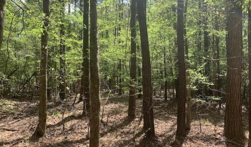 Photo #17 of SOLD property in Off Reges Store Road , Nashville, NC 27.1 acres