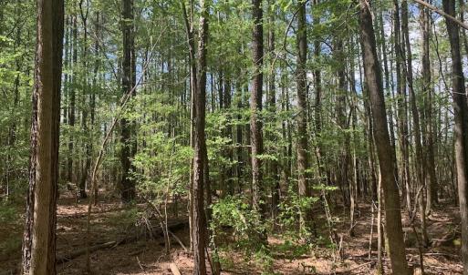 Photo #18 of SOLD property in Off Reges Store Road , Nashville, NC 27.1 acres