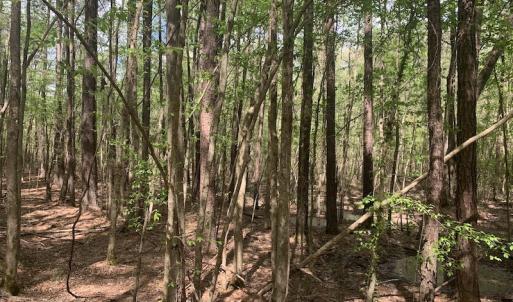 Photo #19 of SOLD property in Off Reges Store Road , Nashville, NC 27.1 acres
