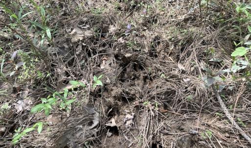 Photo #22 of SOLD property in Off Reges Store Road , Nashville, NC 27.1 acres
