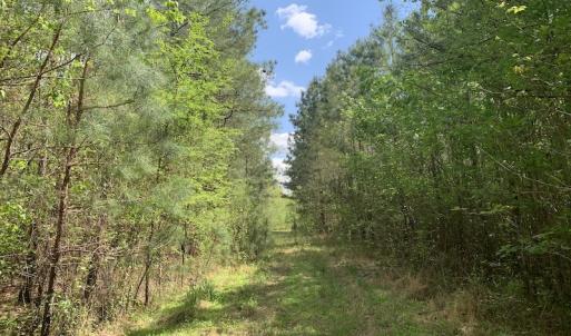 Photo #4 of SOLD property in Off Reges Store Road , Nashville, NC 27.1 acres