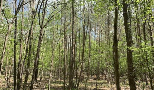 Photo #6 of SOLD property in Off Reges Store Road , Nashville, NC 27.1 acres