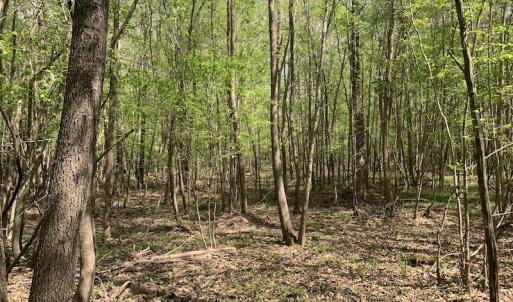 Photo #8 of SOLD property in Off Reges Store Road , Nashville, NC 27.1 acres