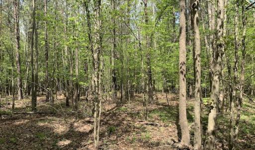Photo #9 of SOLD property in Off Reges Store Road , Nashville, NC 27.1 acres