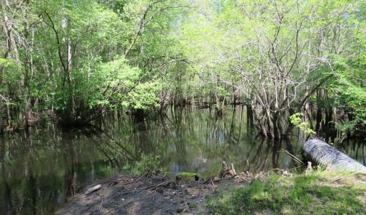 Photo #11 of SOLD property in Causey Rd, Nichols, SC 167.5 acres