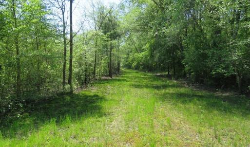 Photo #12 of SOLD property in Causey Rd, Nichols, SC 167.5 acres