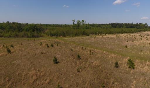 Photo #13 of SOLD property in Causey Rd, Nichols, SC 167.5 acres