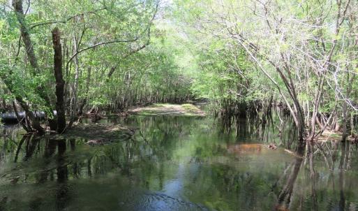 Photo #4 of SOLD property in Causey Rd, Nichols, SC 167.5 acres