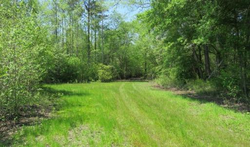 Photo #6 of SOLD property in Causey Rd, Nichols, SC 167.5 acres