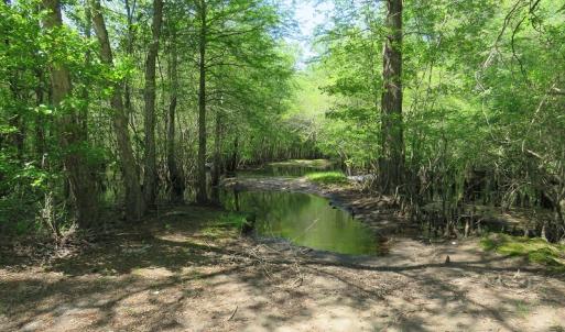 Photo #8 of SOLD property in Causey Rd, Nichols, SC 167.5 acres