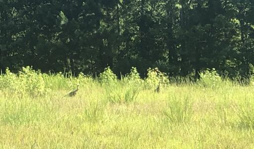 Photo #16 of SOLD property in 3422 SC 41, Mullins, SC 111.0 acres