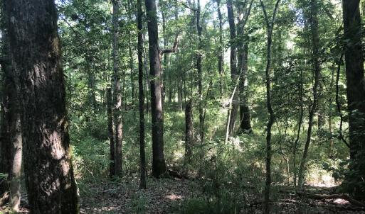 Photo #18 of SOLD property in 3422 SC 41, Mullins, SC 111.0 acres