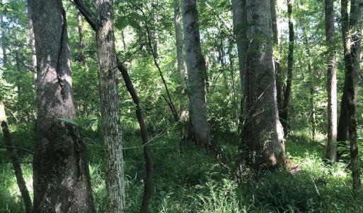 Photo #19 of SOLD property in 3422 SC 41, Mullins, SC 111.0 acres