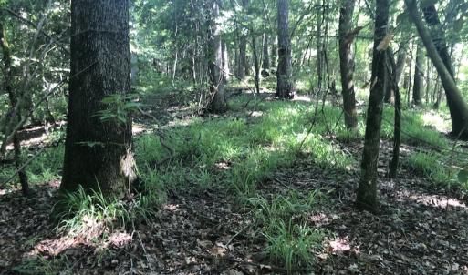Photo #20 of SOLD property in 3422 SC 41, Mullins, SC 111.0 acres