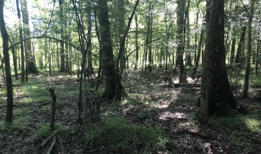 Photo #21 of SOLD property in 3422 SC 41, Mullins, SC 111.0 acres