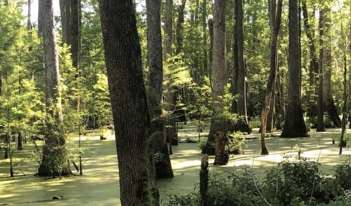 Photo #22 of SOLD property in 3422 SC 41, Mullins, SC 111.0 acres