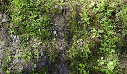 Photo #20 of 1276 Mountain Trail Rd, Thaxton, VA 35.6 acres