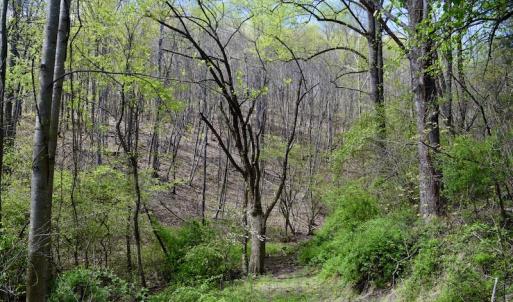 Photo #30 of 1276 Mountain Trail Rd, Thaxton, VA 35.6 acres