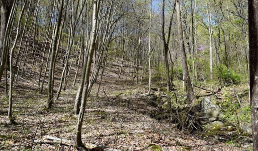 Photo #33 of 1276 Mountain Trail Rd, Thaxton, VA 35.6 acres