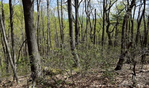 Photo #38 of 1276 Mountain Trail Rd, Thaxton, VA 35.6 acres