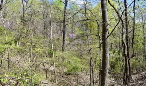 Photo #39 of 1276 Mountain Trail Rd, Thaxton, VA 35.6 acres