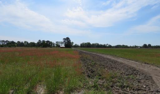 Photo #5 of SOLD property in Boyd Road, Fairmont, NC 14.4 acres