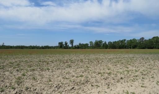 Photo #11 of SOLD property in Boyd Road, Fairmont, NC 3.4 acres